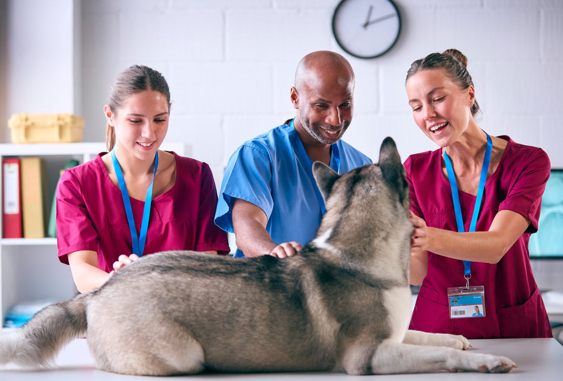 The Complete Guide to Your Dog's Immune System